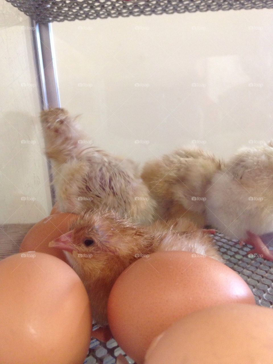 Chicks 