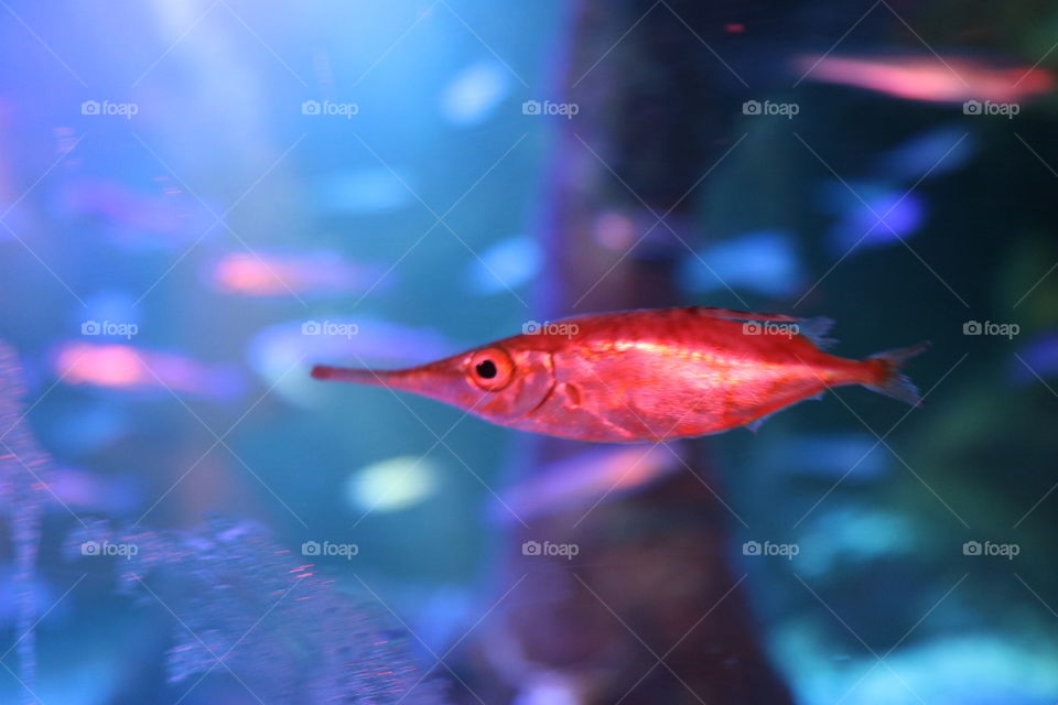 A red fish swimming with a blue background.