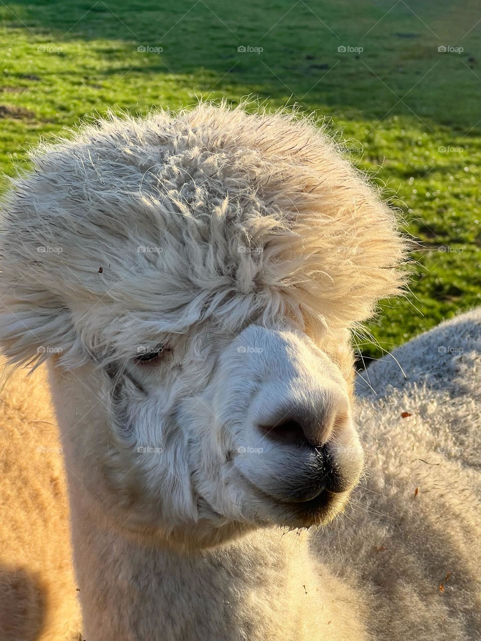 White Alpaca