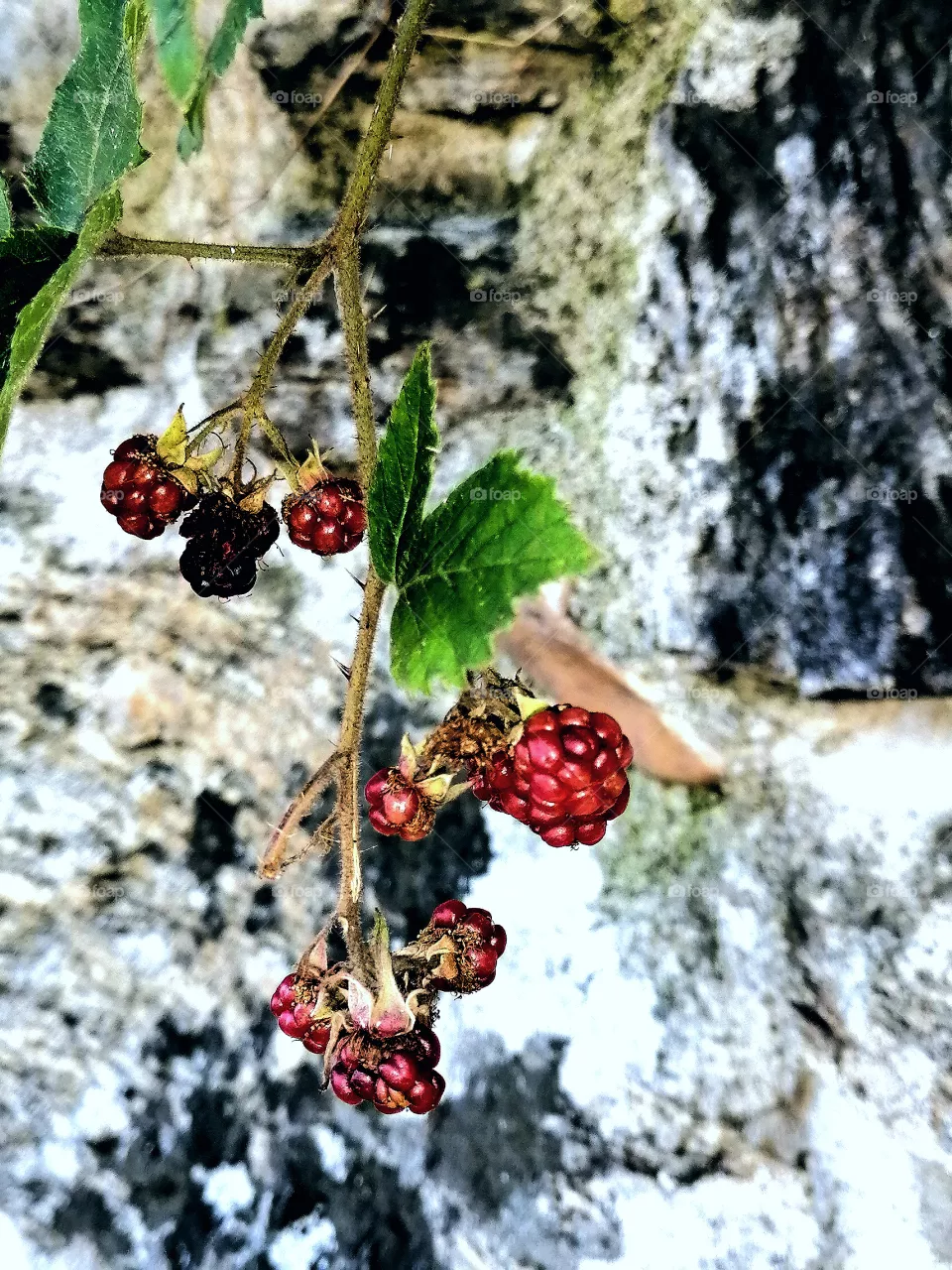Nature