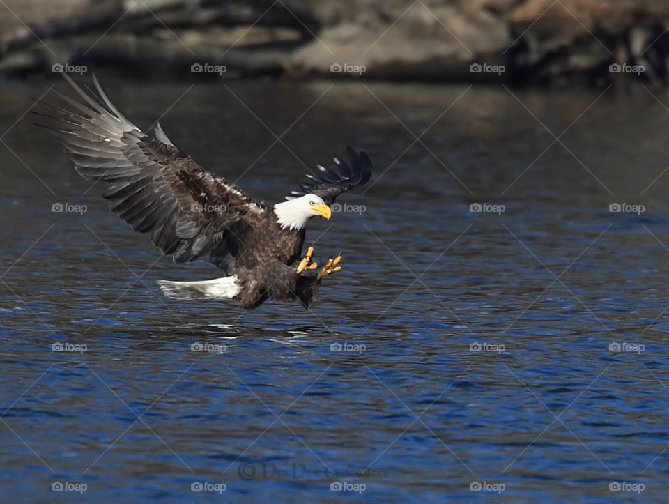 Bald Eagle hunting for Breakfast 