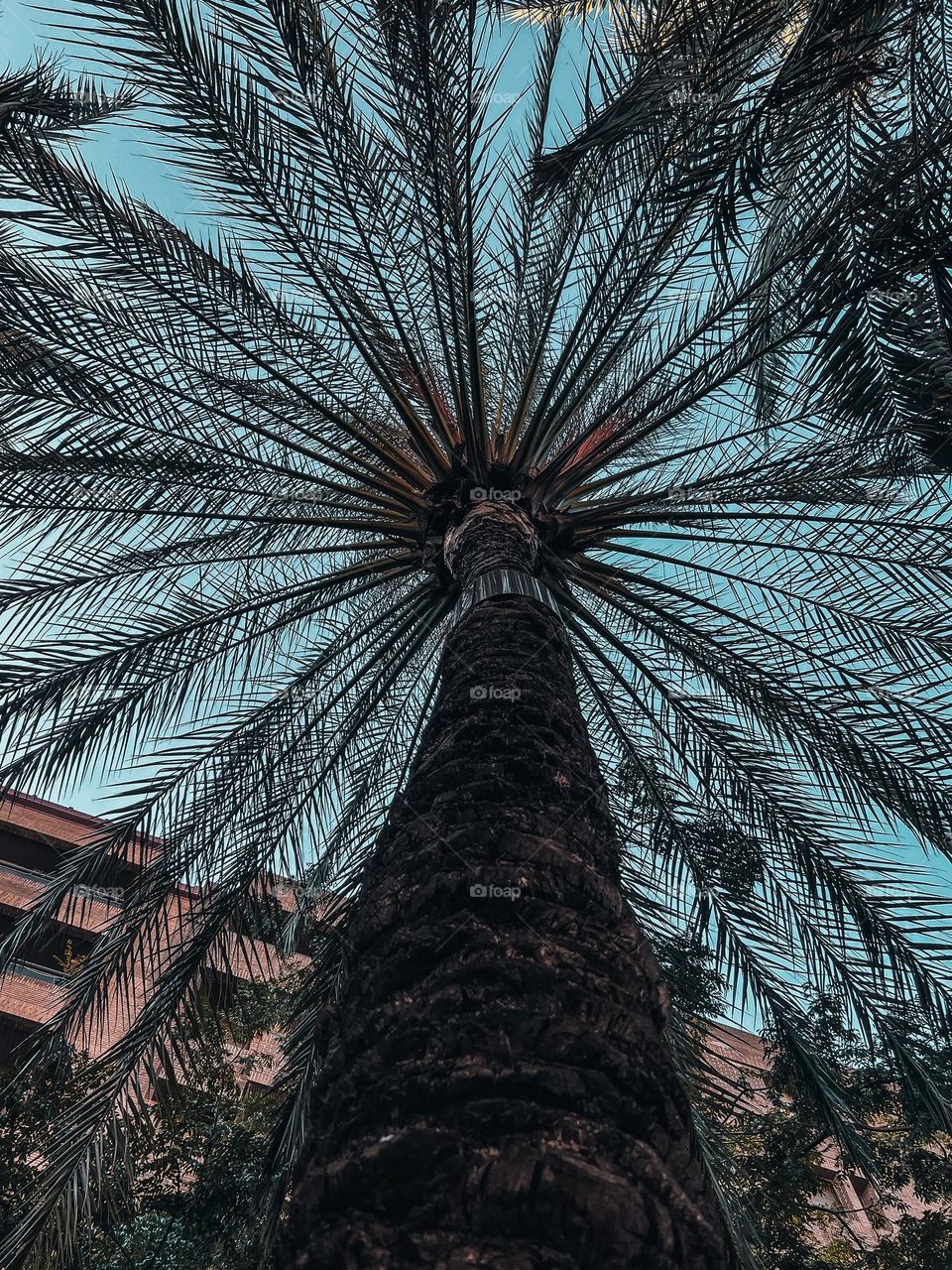 Palms