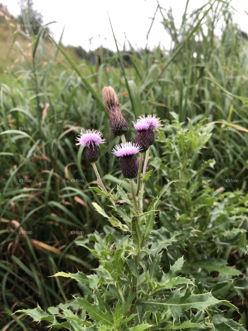 daiwa amorphous whisker