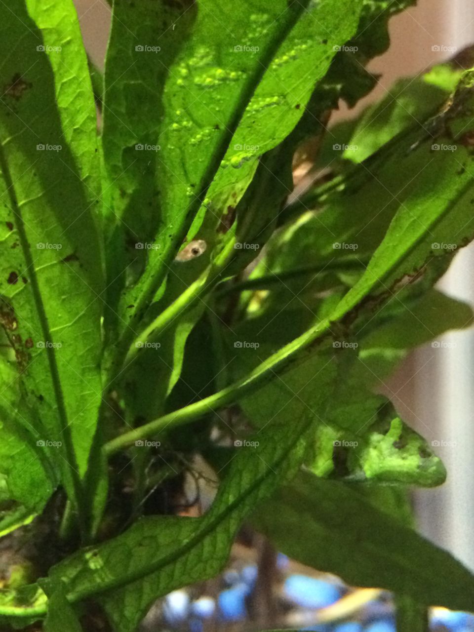 Baby guppy peeking out among Java fern in a fish tank/aquarium 