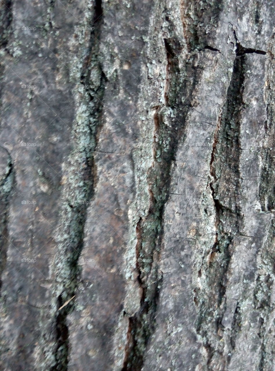 Кора дерева