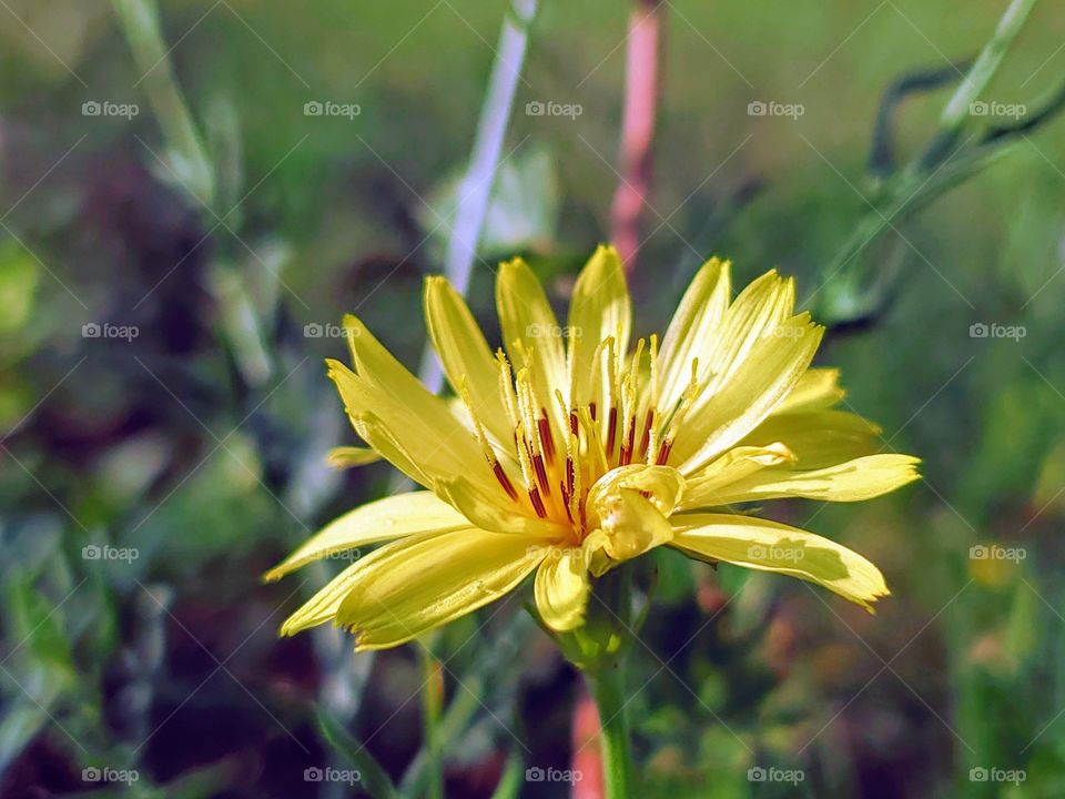 Wild yellow flower- Pyrrhopappus carolinianus, commonly called Carolina desert-chicory, or Texas dandelion is in the genus Pyrrhopappus.