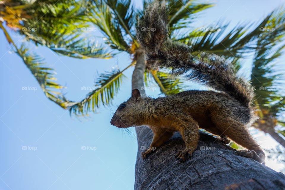 Squirrel climbed on a palm tree on a Caribbean beach