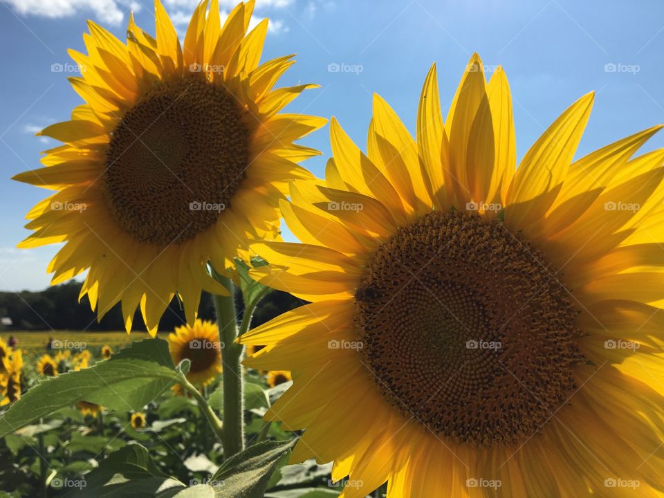 Sunflowers 