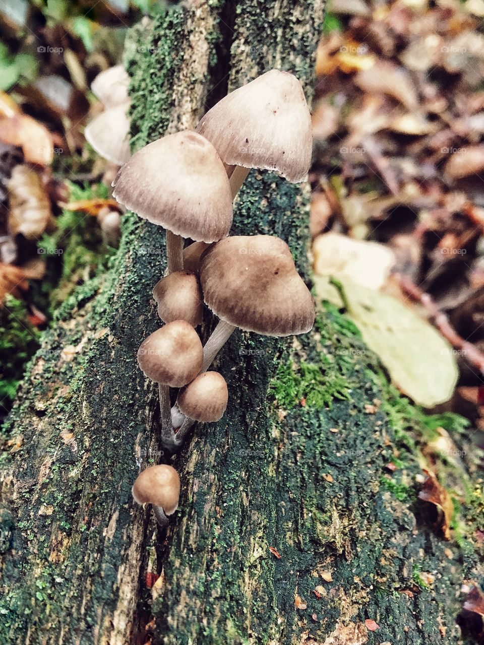 Fairy mushroom cluster 