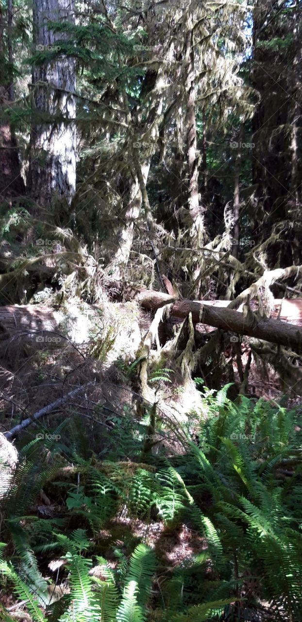 fallen trees in cathedral grove canada