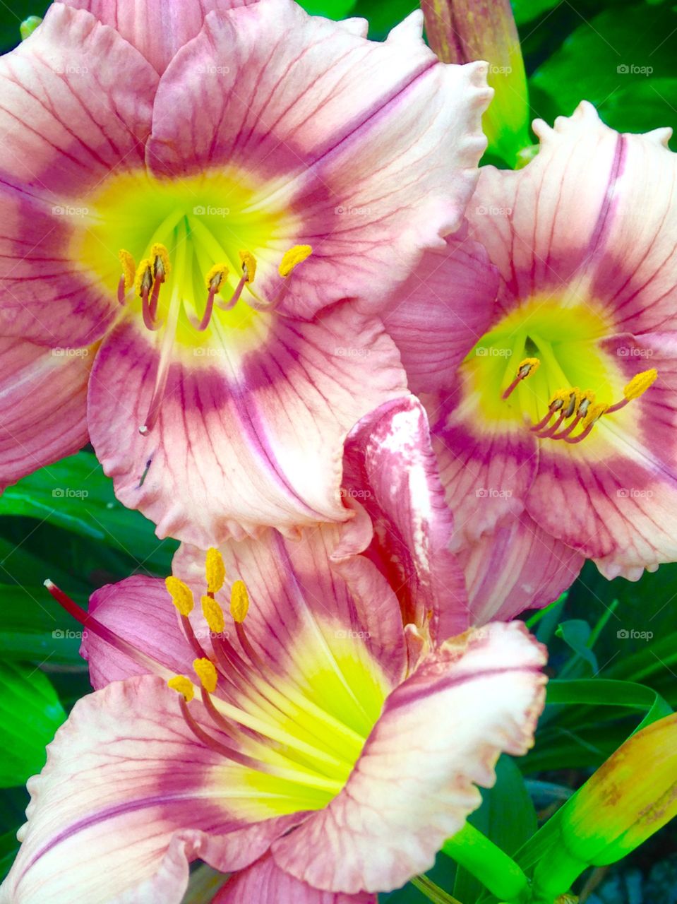 Hybrid day lilies 