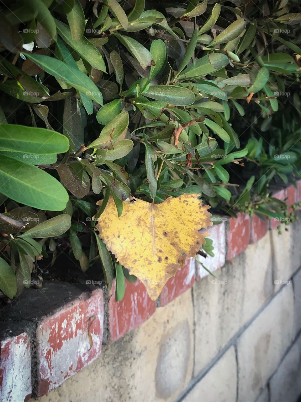 Golden heart leaf