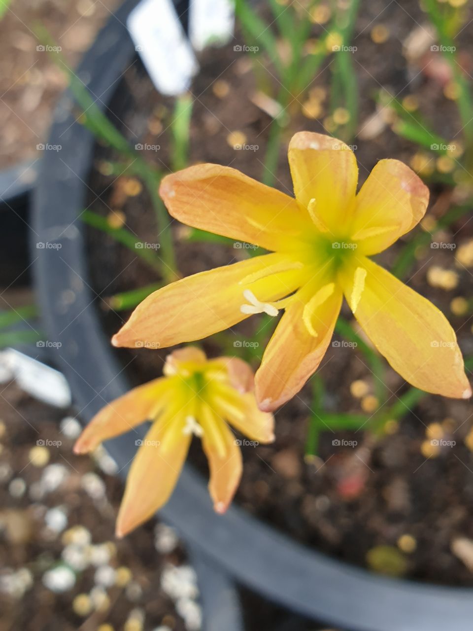 the beautiful rain lilly in Thailand