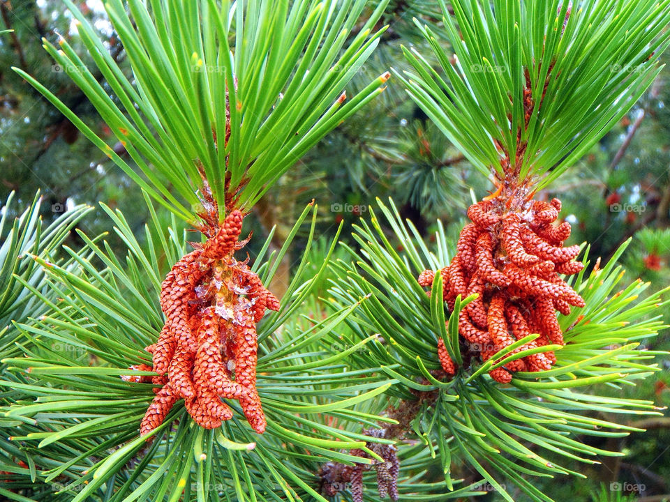 plants nature summer tree by robinseet