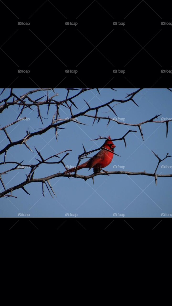 Cardinal