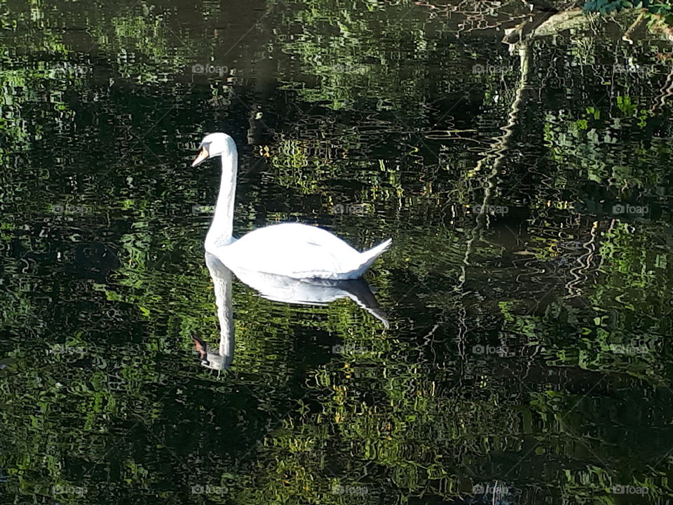 Reflective Beauty