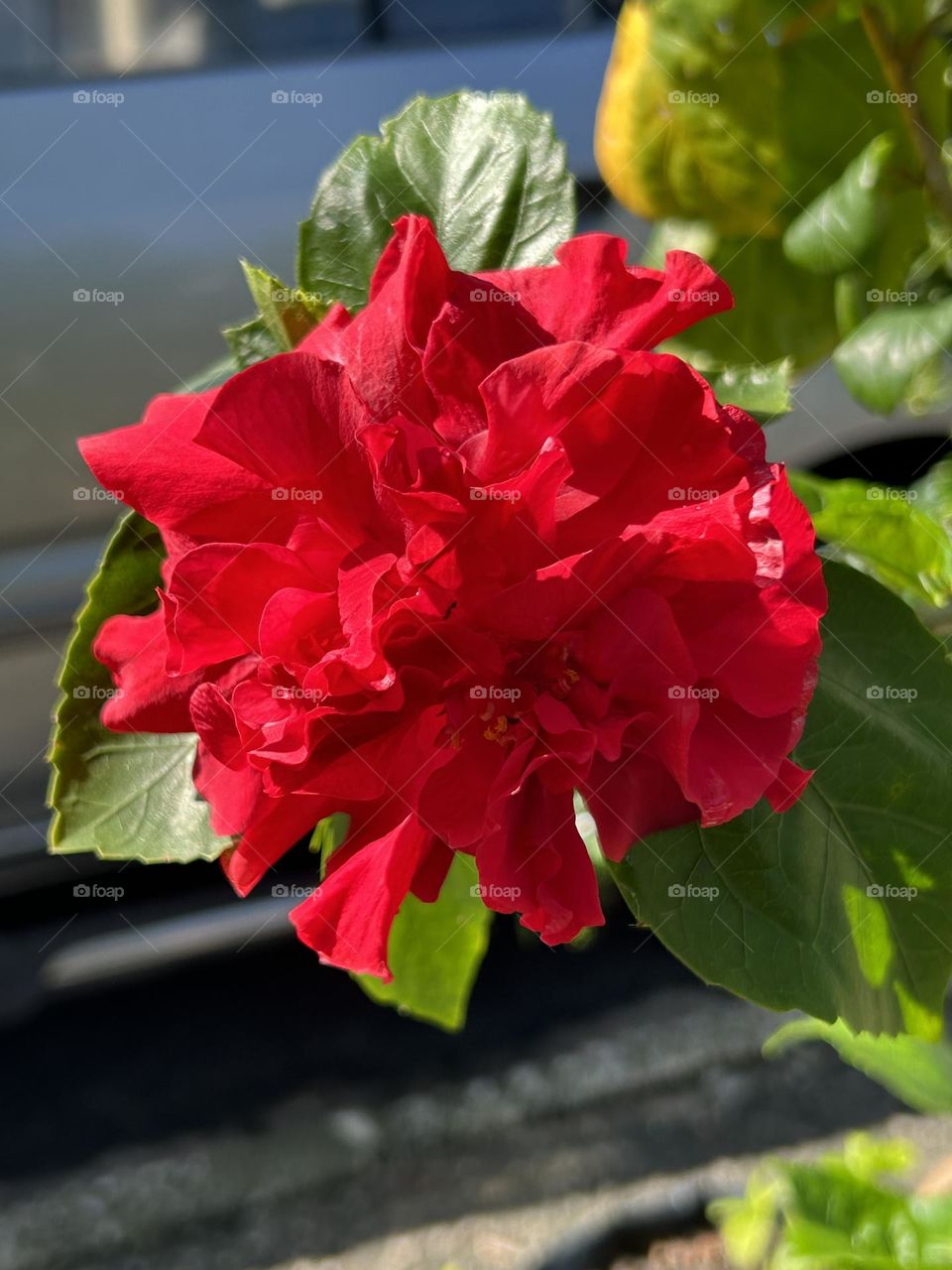 Red Hibiscus  flower in my small garden 