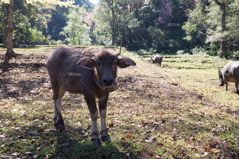 Buffalo in the farm 