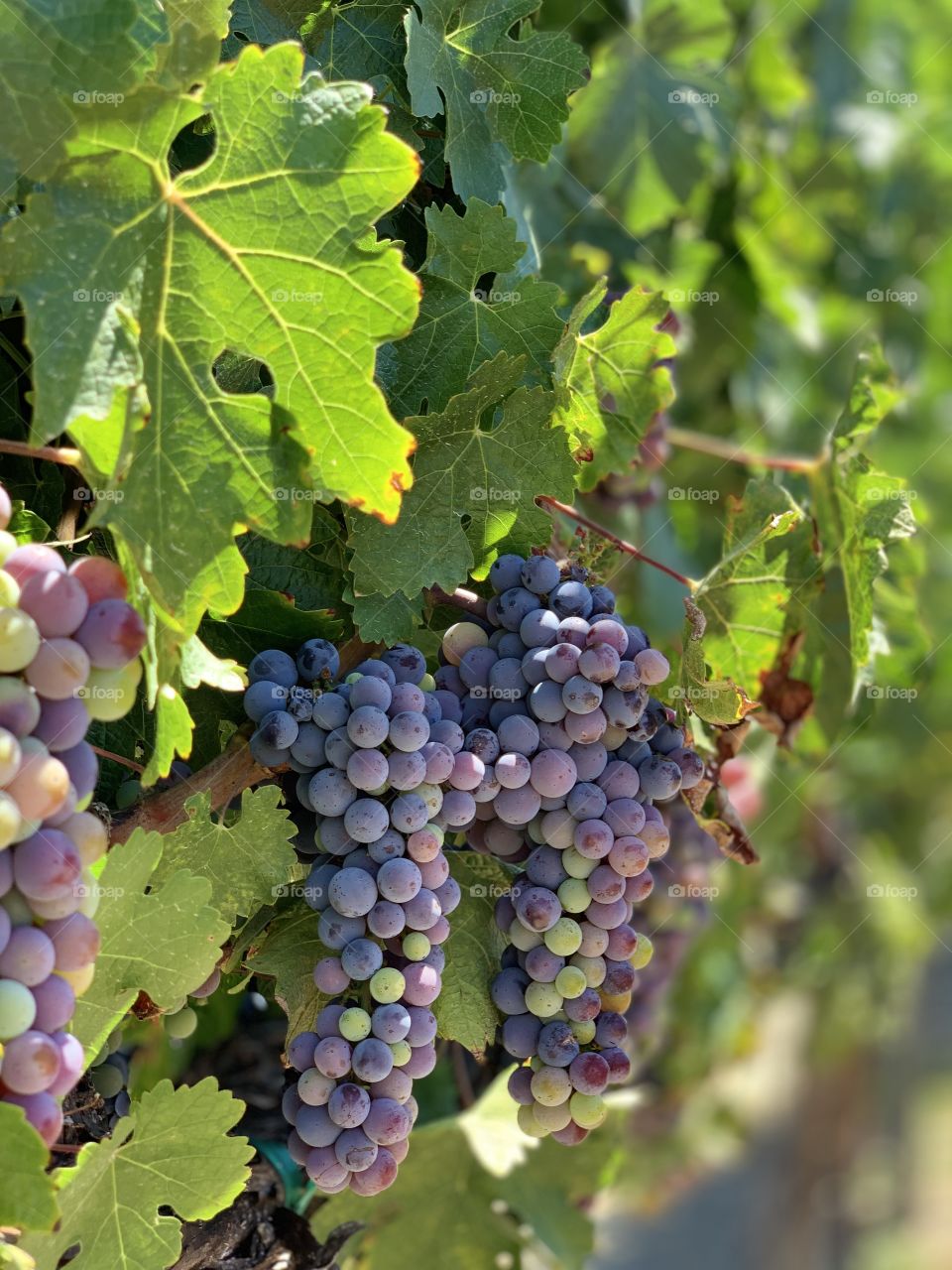 Grapes on a vine