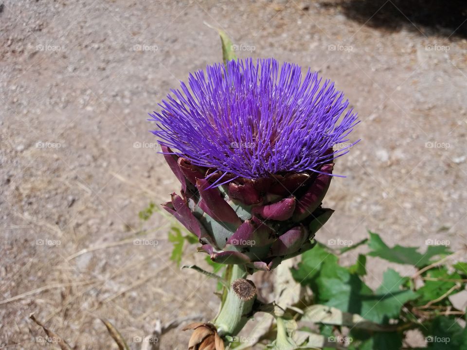 artichoke