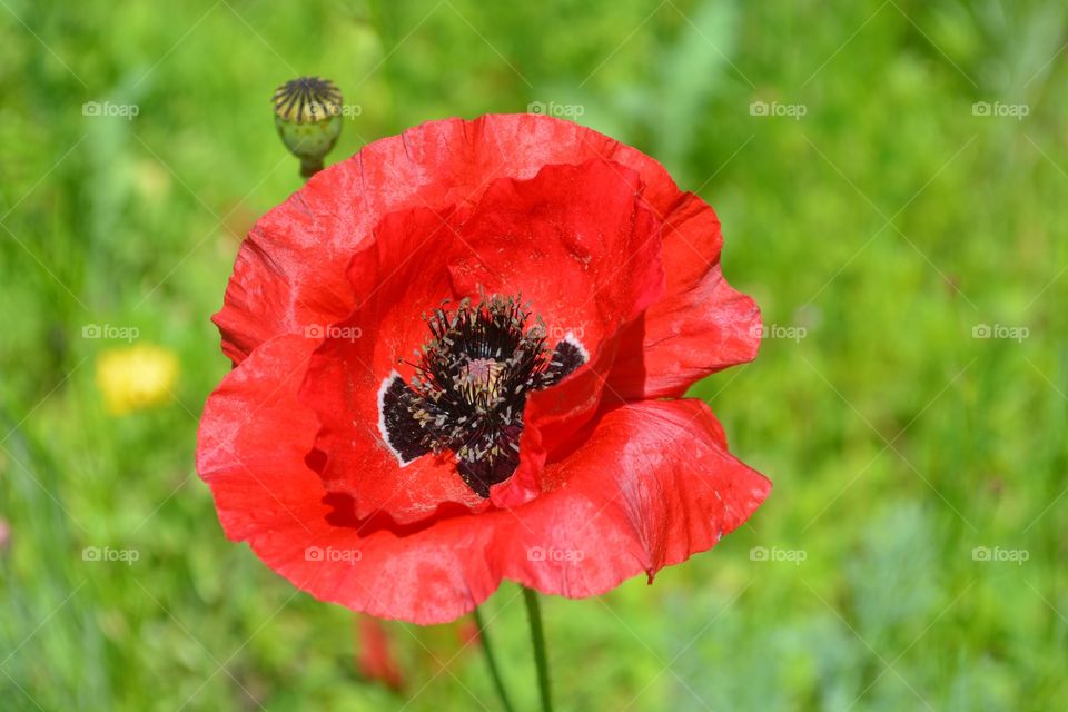 Red poppy wild flower