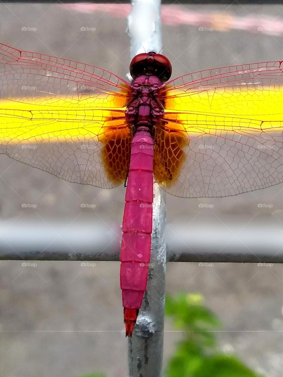 Red dragonfly.