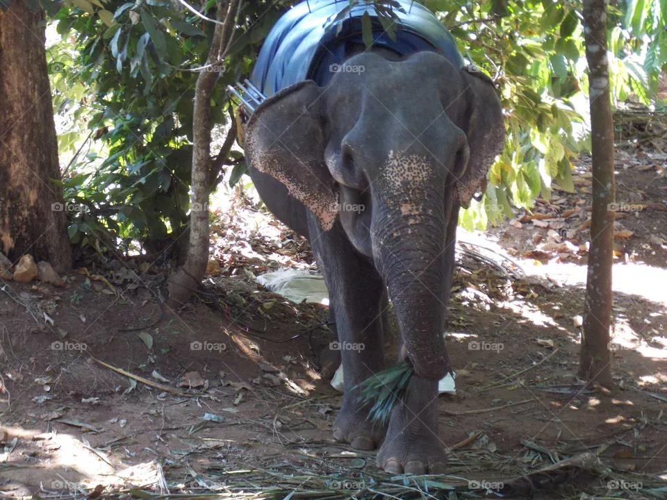Elephant