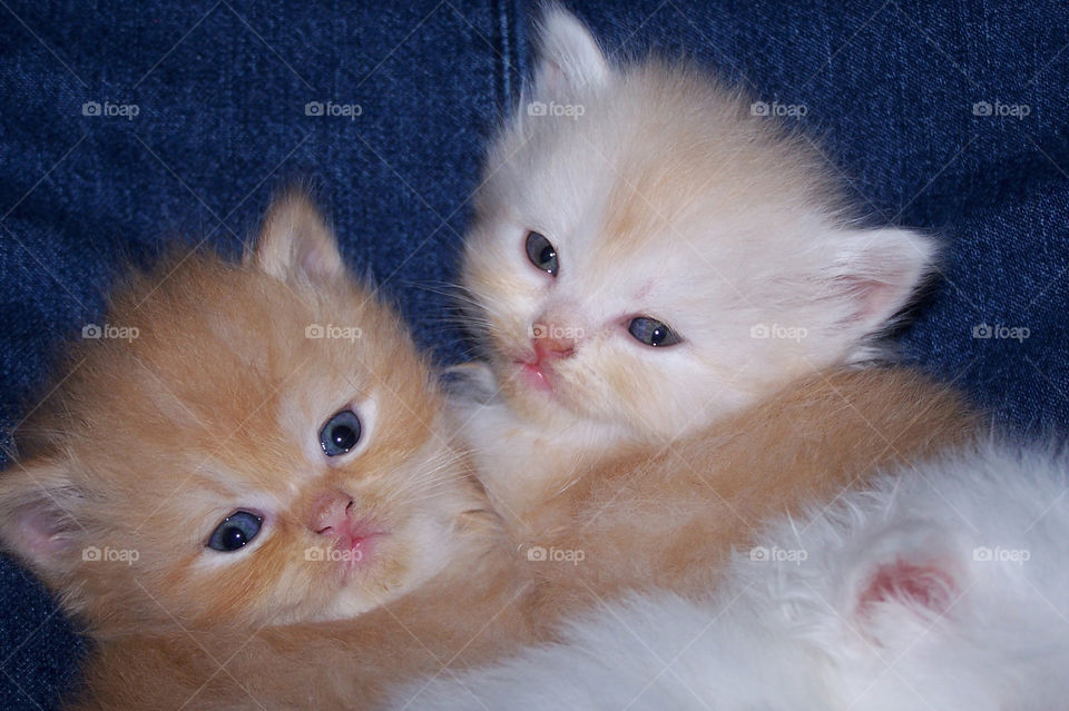 Orange and Cream Persian Kittens Hugging Each Other