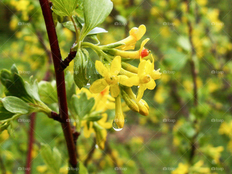 Drops of rain on the grass and spring foliage