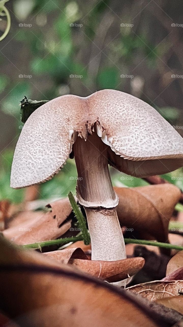 Fungus