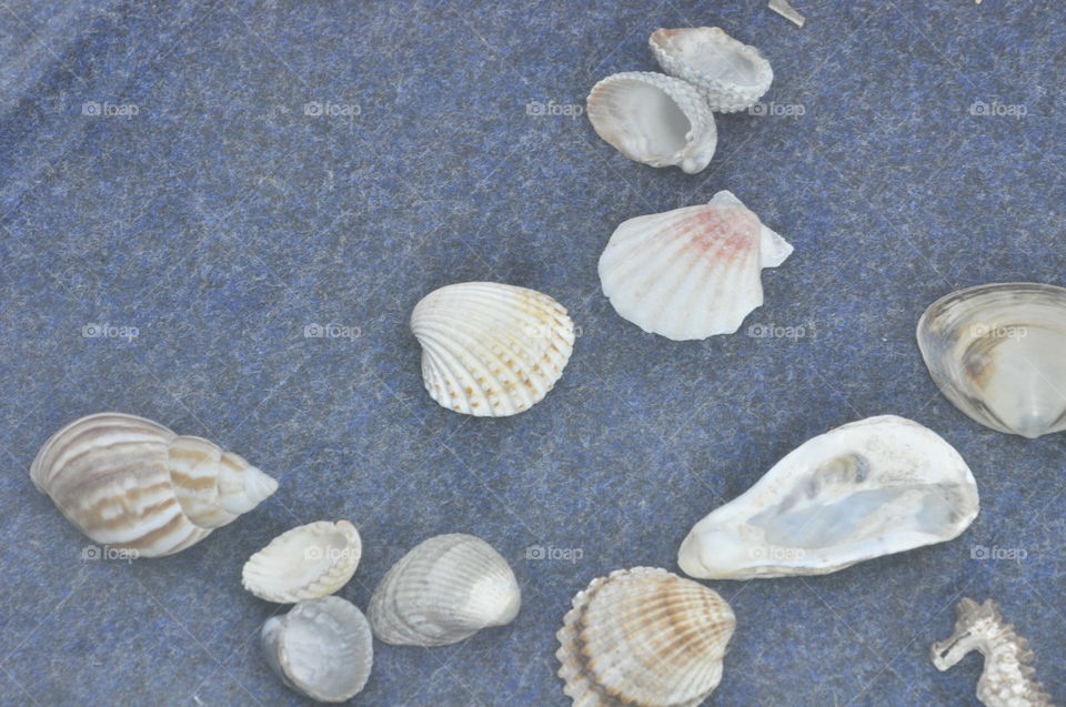 seashells