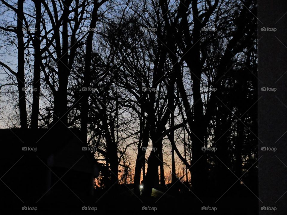 trees just before dawn