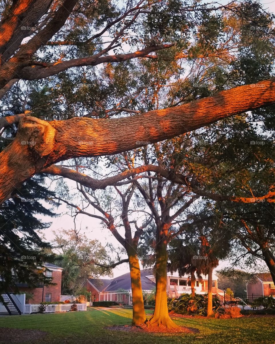 Huge trees during sunset