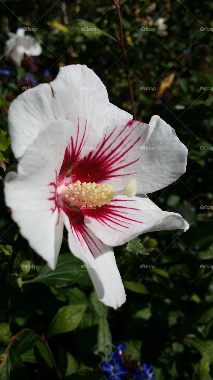 hibiscus