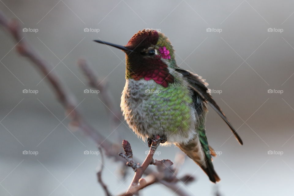 Hummingbird 