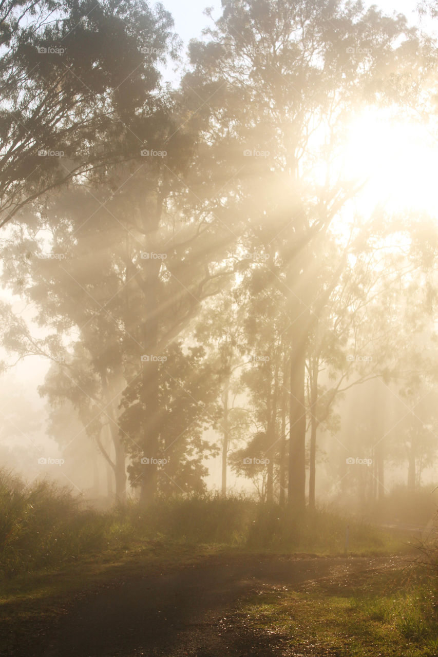 Trees on landscape against sunrise in the sky