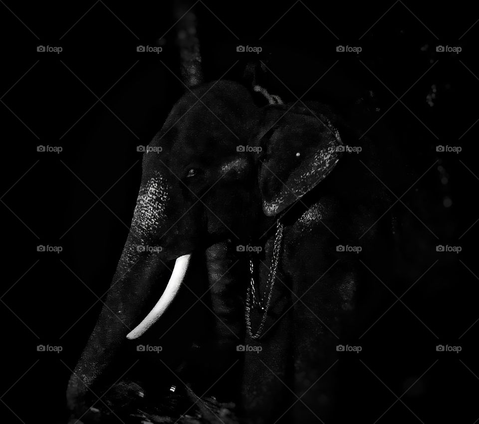 An elephant in the dark