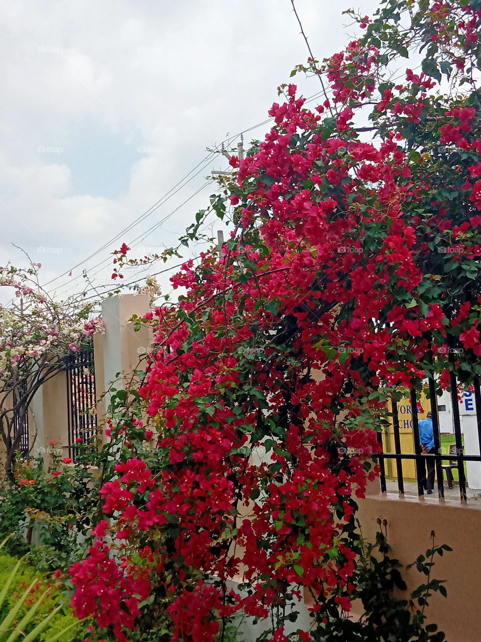 Bougainvillea in full bloom