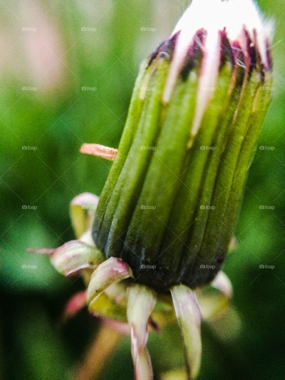 Dandelion bud. Shortly there will be a puff of seeds for little children to run and spread throughout the land. 