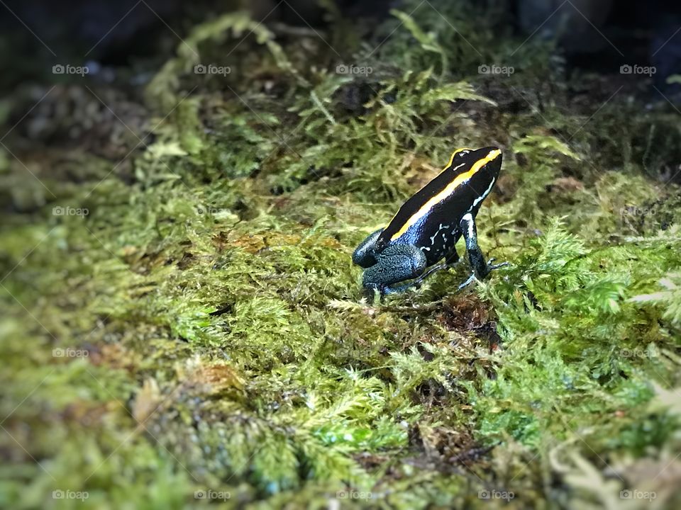 Poisonous frog