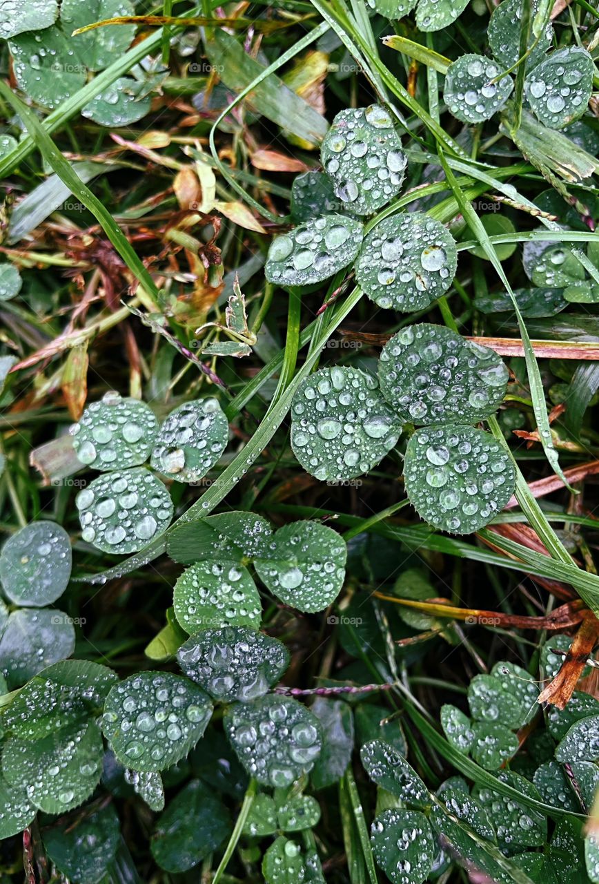 Clover patch covers leaf rainfall green raindrops waterdrops droplets wet water rain drop outside nature outdoors elements dew dewdrops plant plants leafs Grass splashes phone photography
