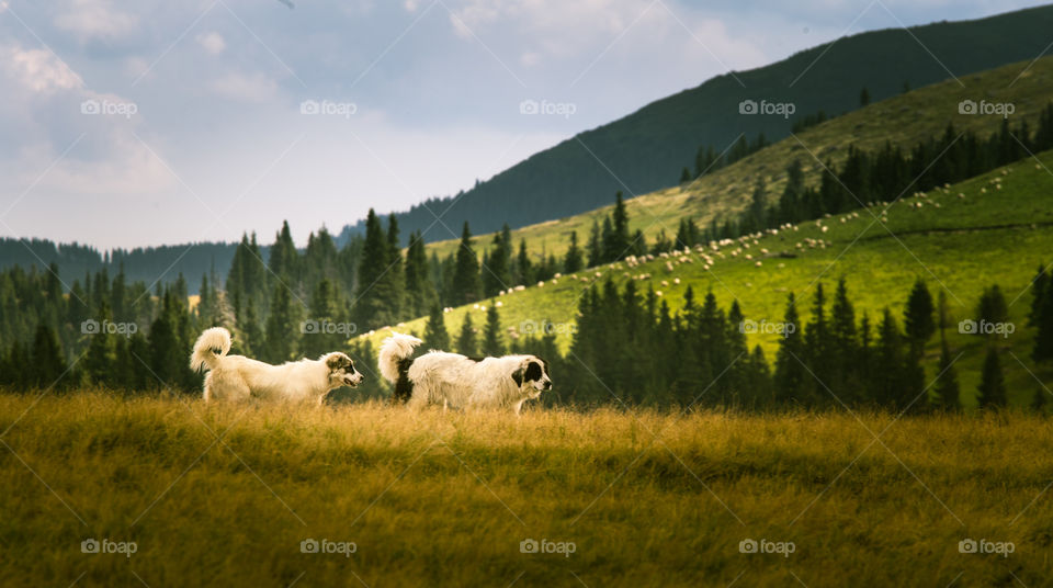 No Person, Landscape, Grass, Outdoors, Sheep