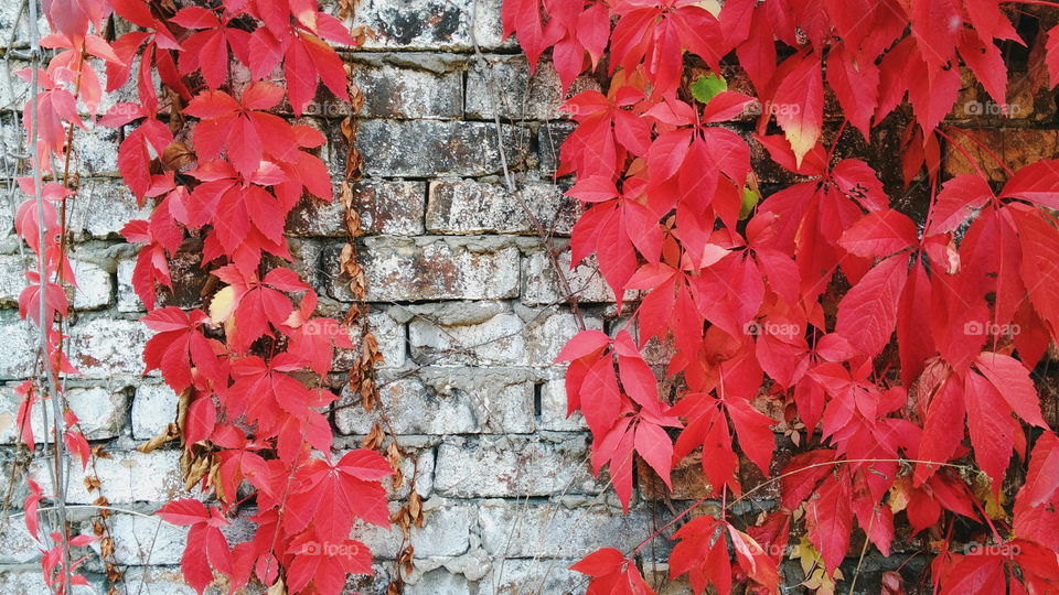 Red wild grape leaves against an old brick wall, autumn 2016