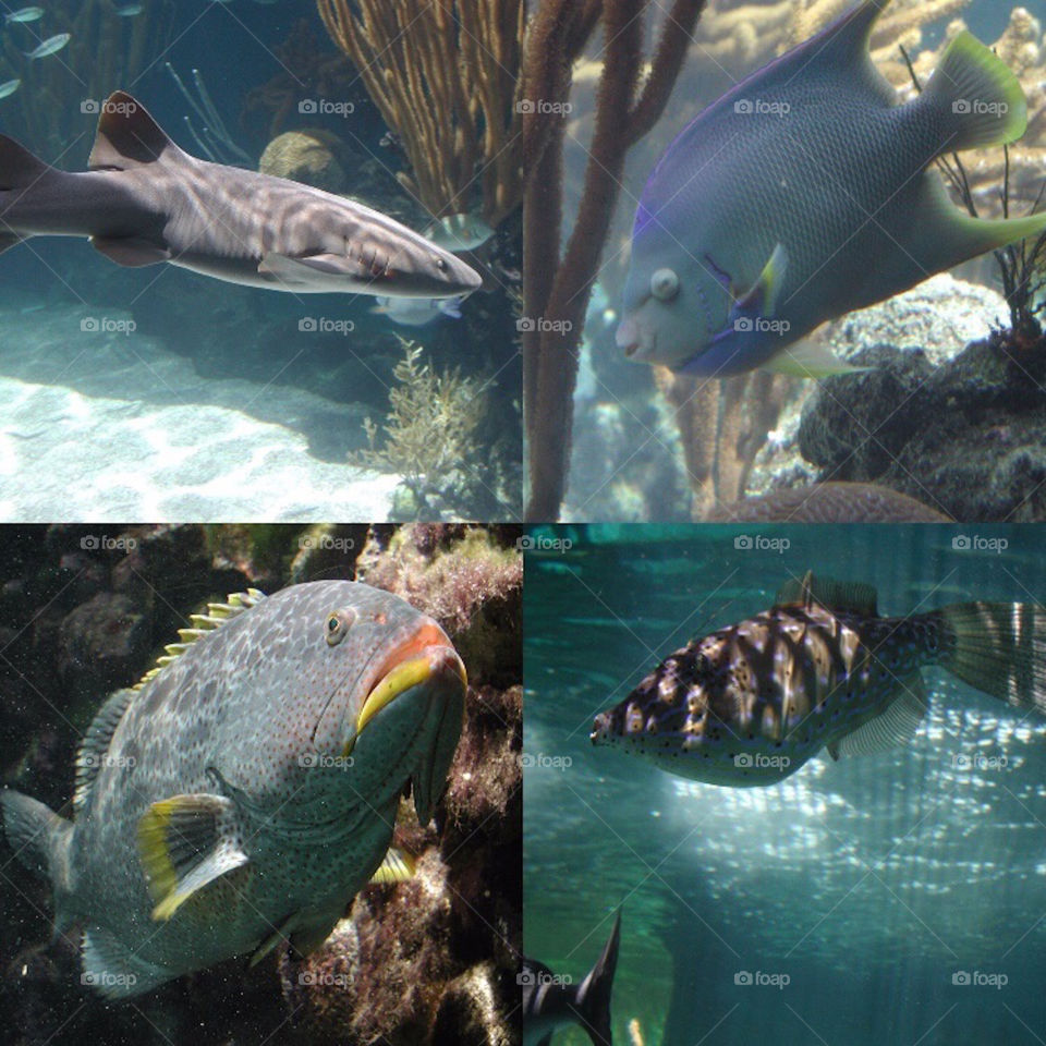 Fish of Bermuda