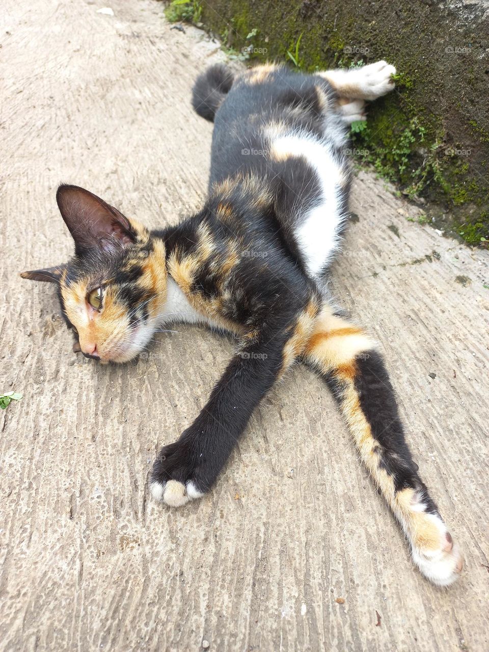 Striped cat with three beautiful colors