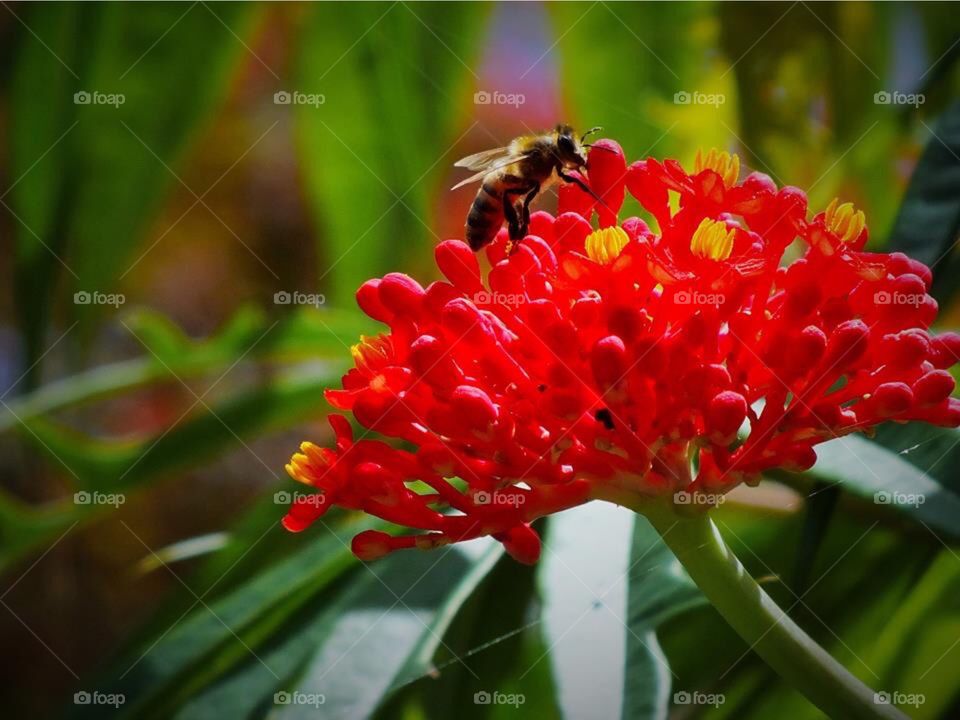 Red flower and bee