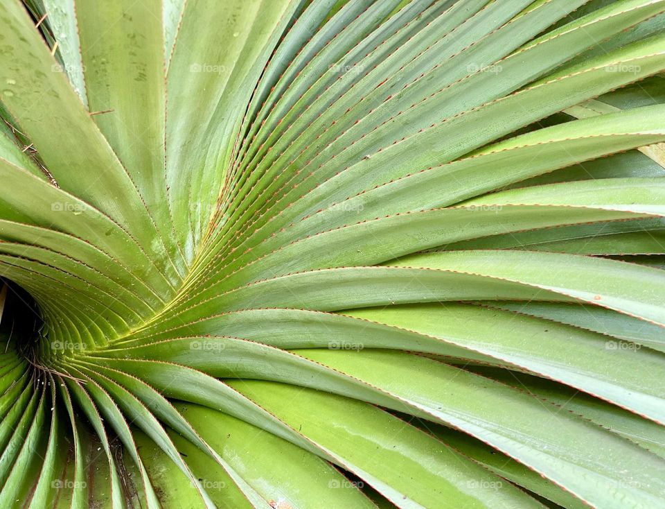 Close up of a pal tree