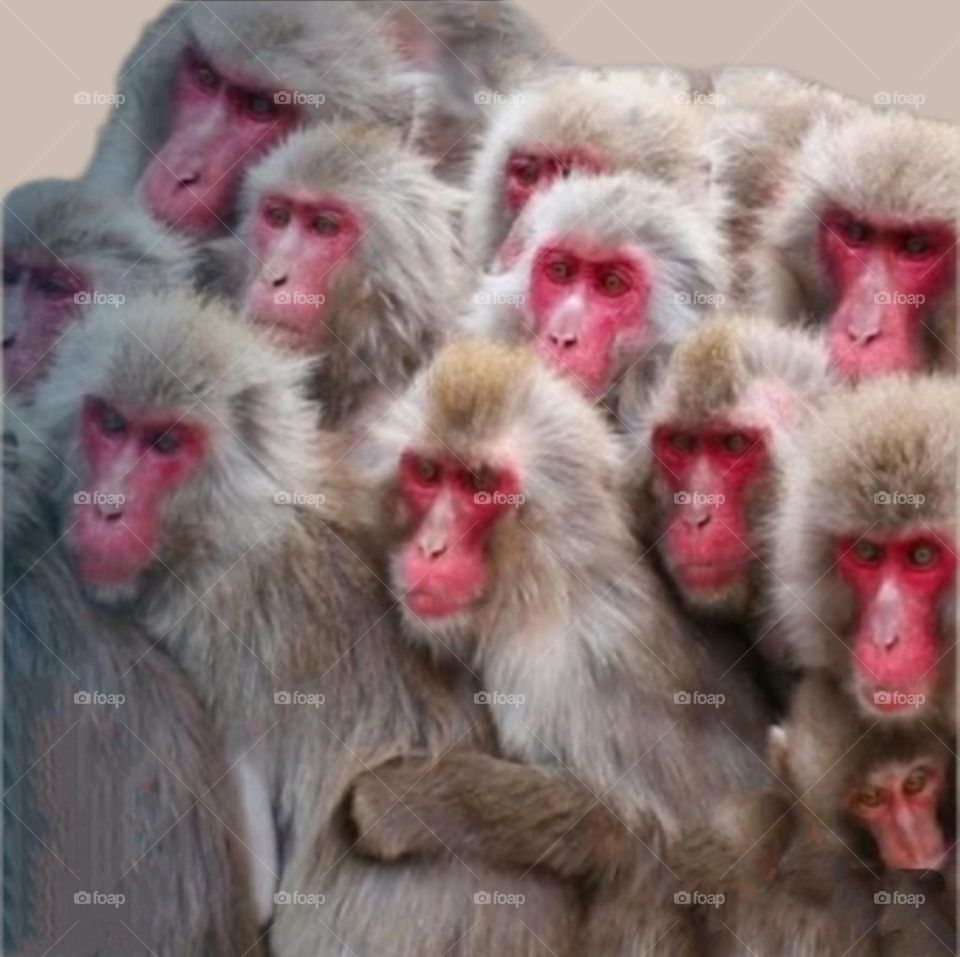 Some beautiful and cute monkeys sitting together in a group.