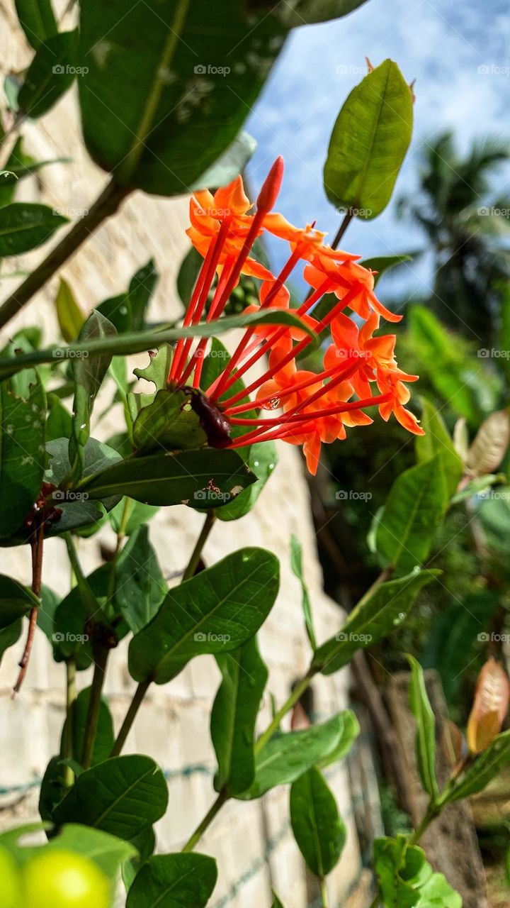 A photo taken in the morning showing the raindrops on the 
Jungle Flame (Ixora coccinea) flowers in Sri Lanka 