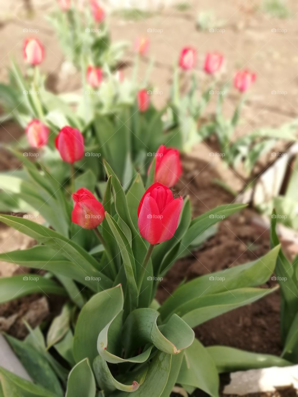 Tulipe Flower